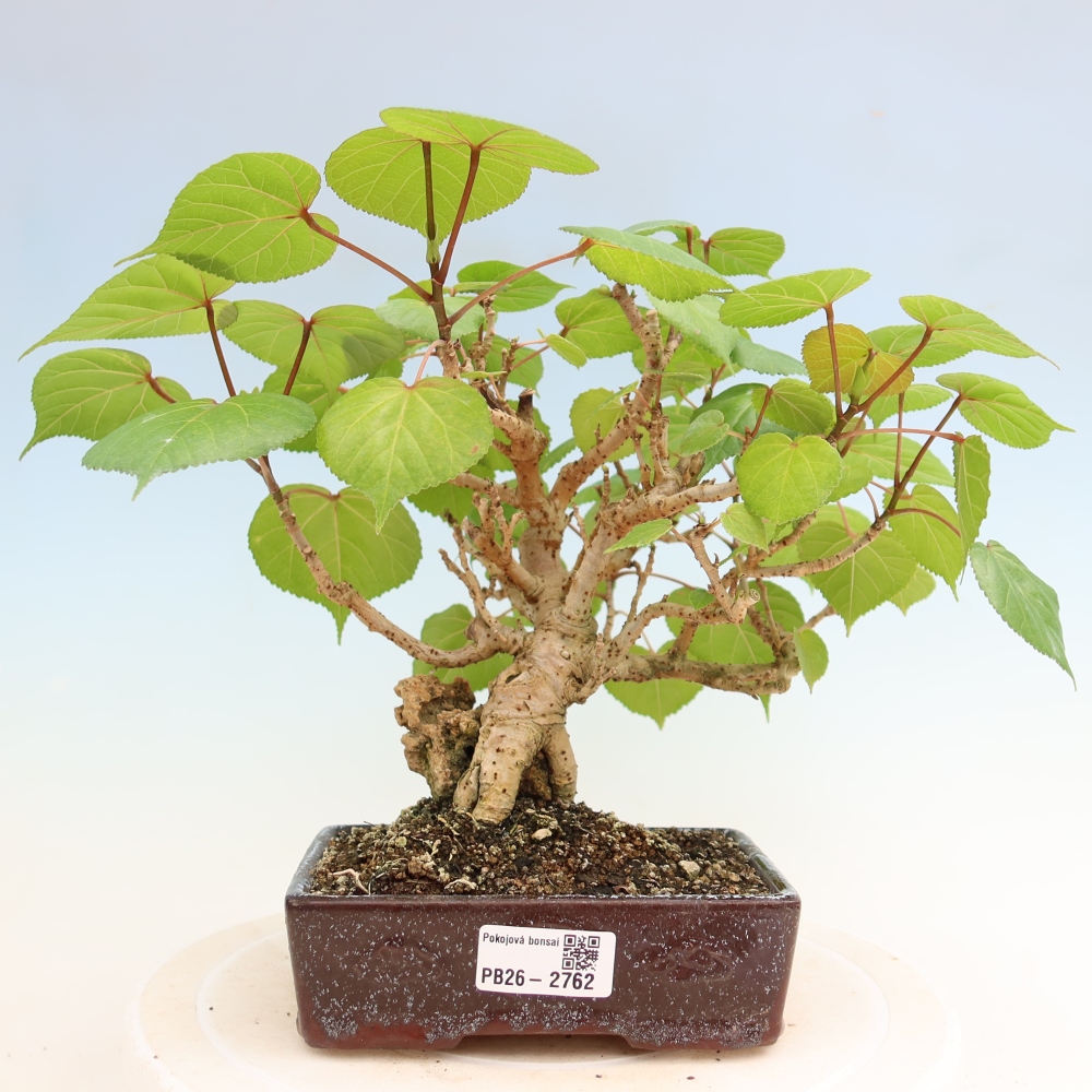 Pokojová bonsai - Hibiscus tiliaceus - Ibišek lípovitý, morský