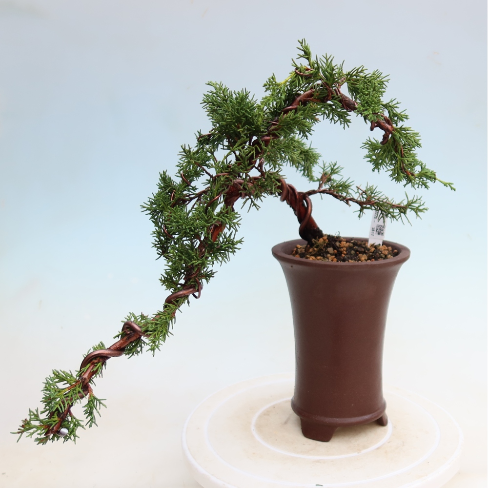 Venkovní bonsai - Juniperus chinensis Kishu -Jalovec čínský
