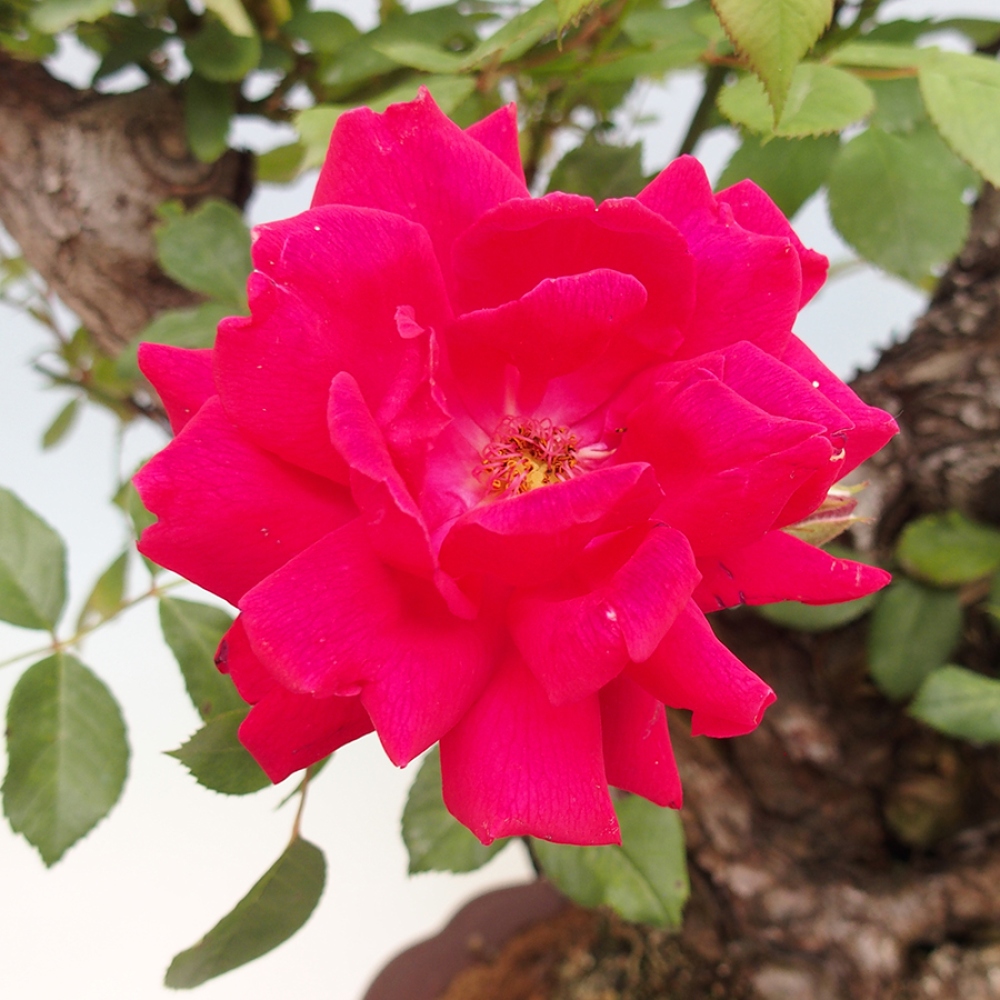 Venkovní bonsai - Rosa Kordes -  růže