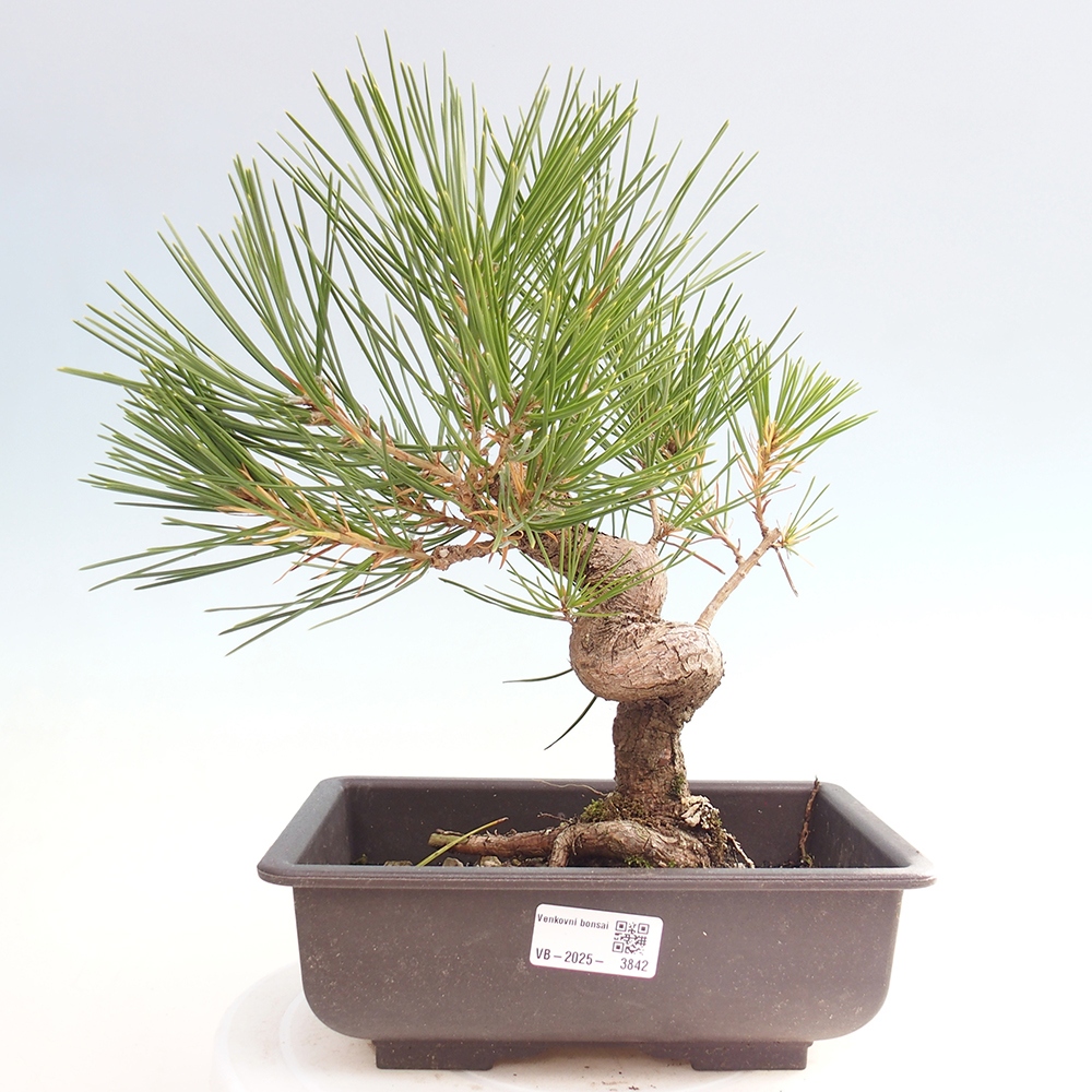Venkovní bonsai - Pinus thunbergii - Borovice thunbergova
