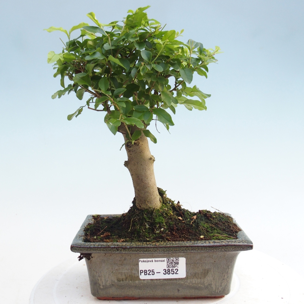 Pokojová bonsai -Ligustrum chinensis - Ptačí zob