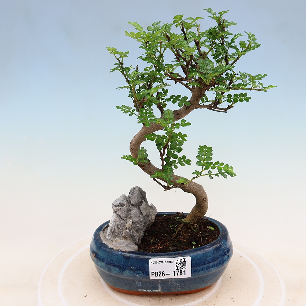 Pokojová bonsai - Zantoxylum piperitum - Pepřovník