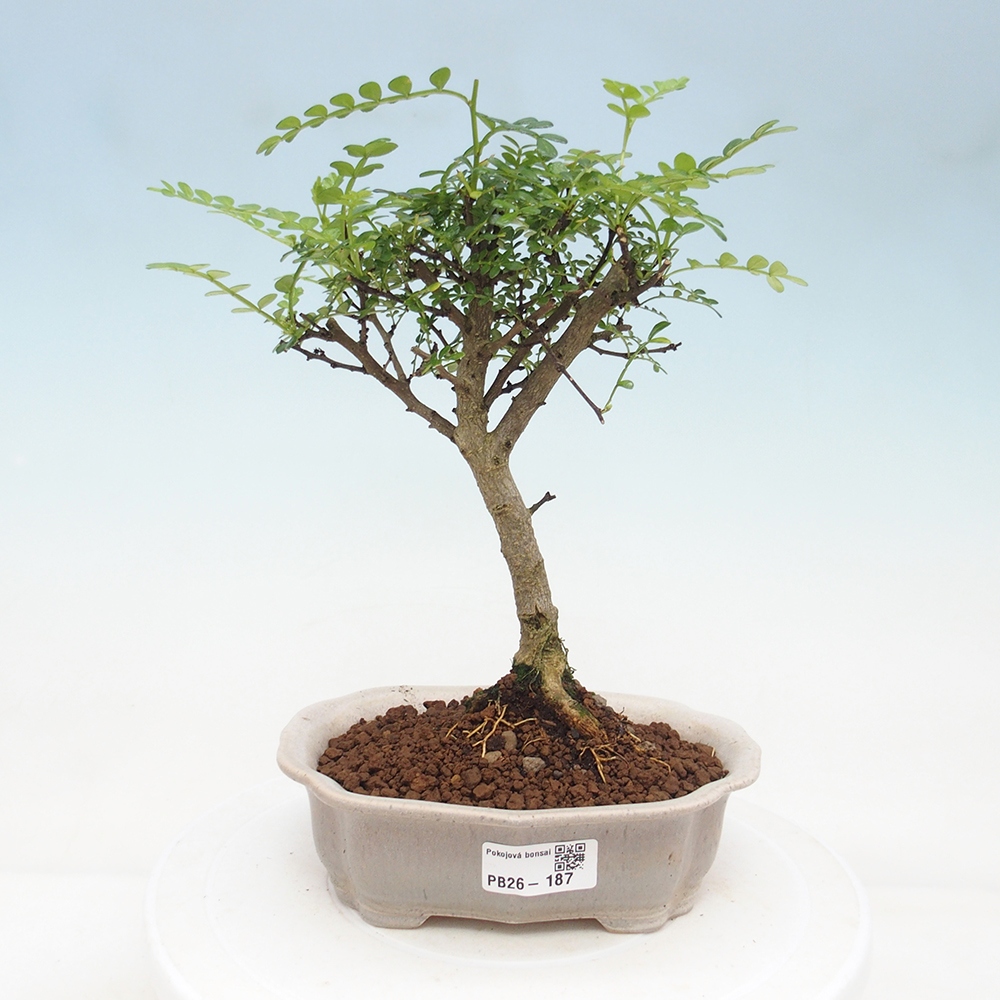 Pokojová bonsai - Zantoxylum piperitum - Pepřovník