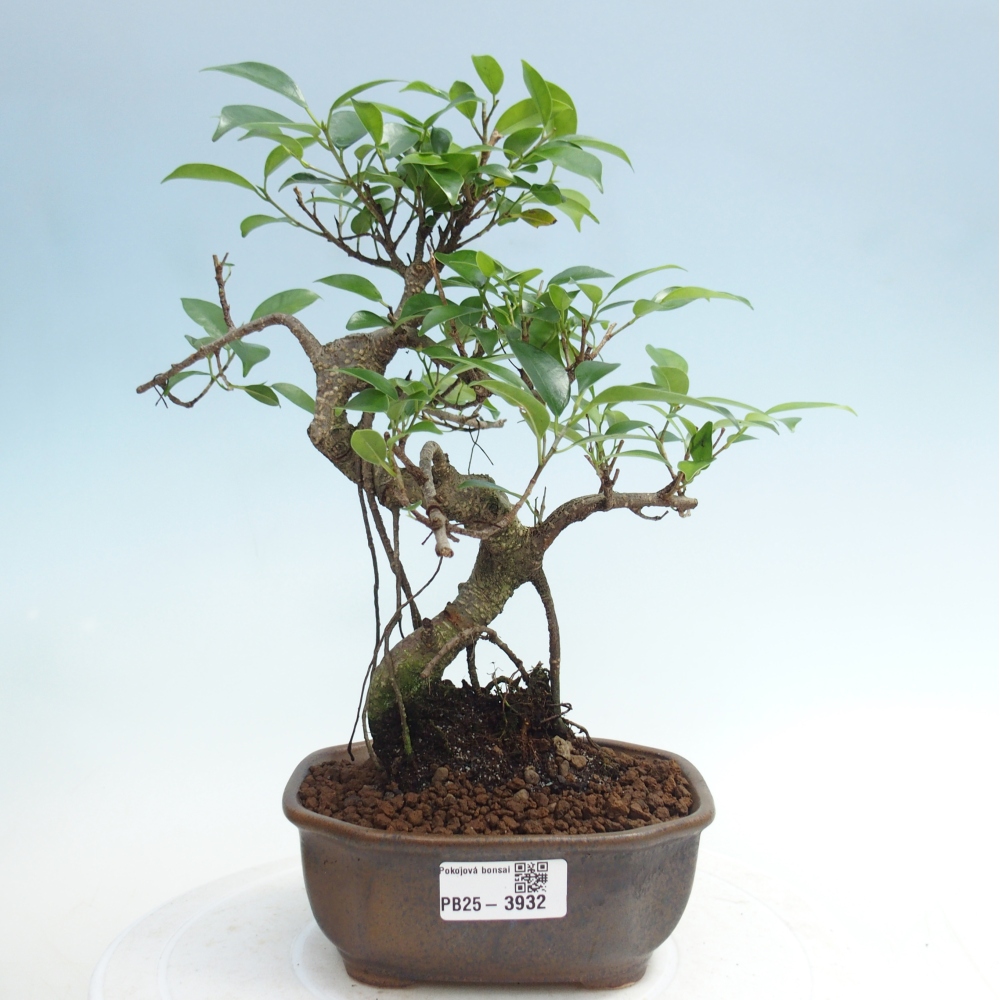 Pokojová bonsai - Ficus retusa -  malolistý fíkus