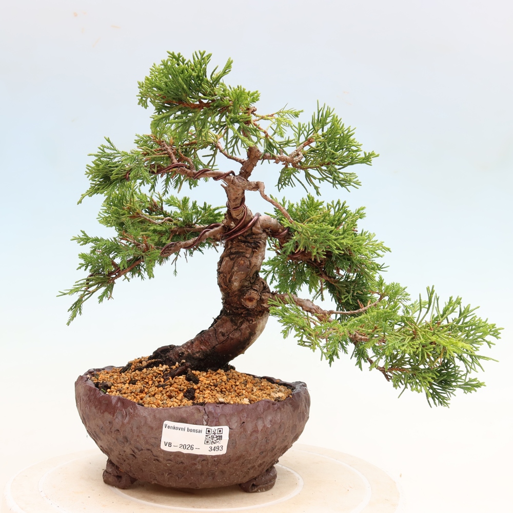 Venkovní bonsai - Juniperus chinensis Itoigawa-Jalovec čínský