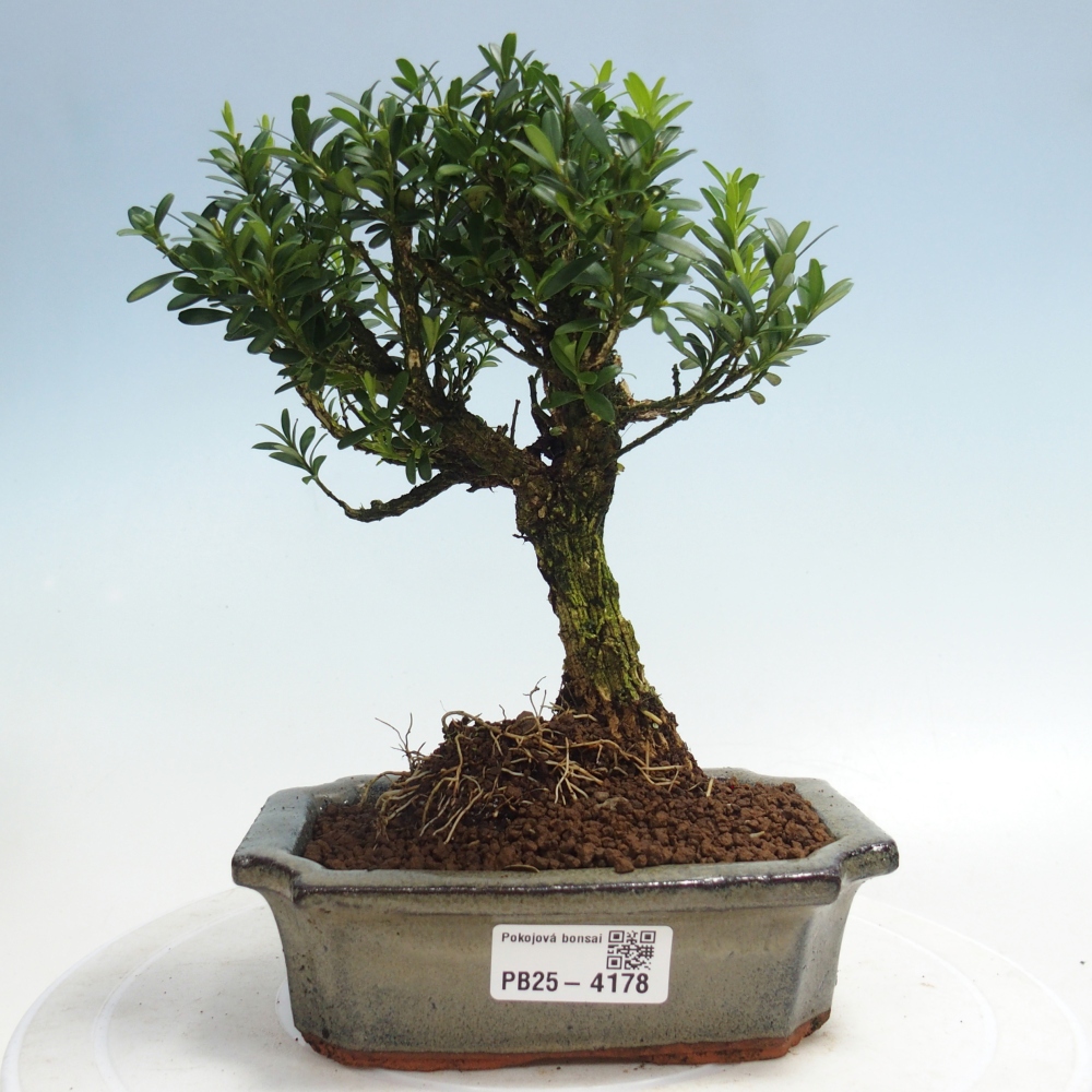 Pokojová bonsai - Buxus harlandii -korkový buxus