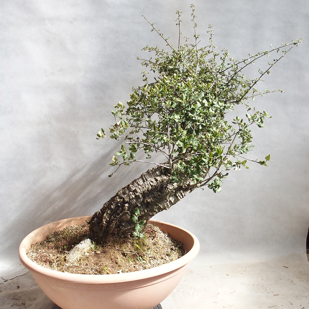 venkovní bonsai Quercus suber - Korkový dub