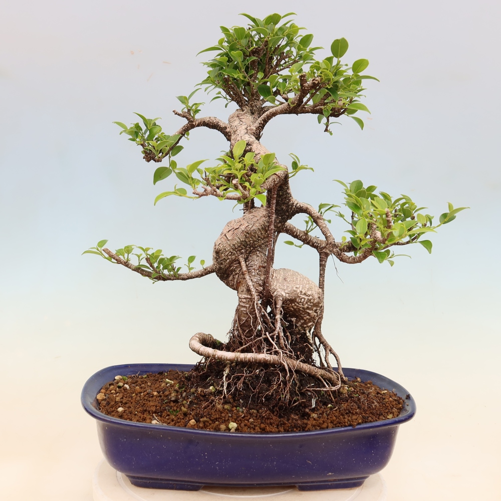 Pokojová bonsai - Ficus kimmen -  malolistý fíkus