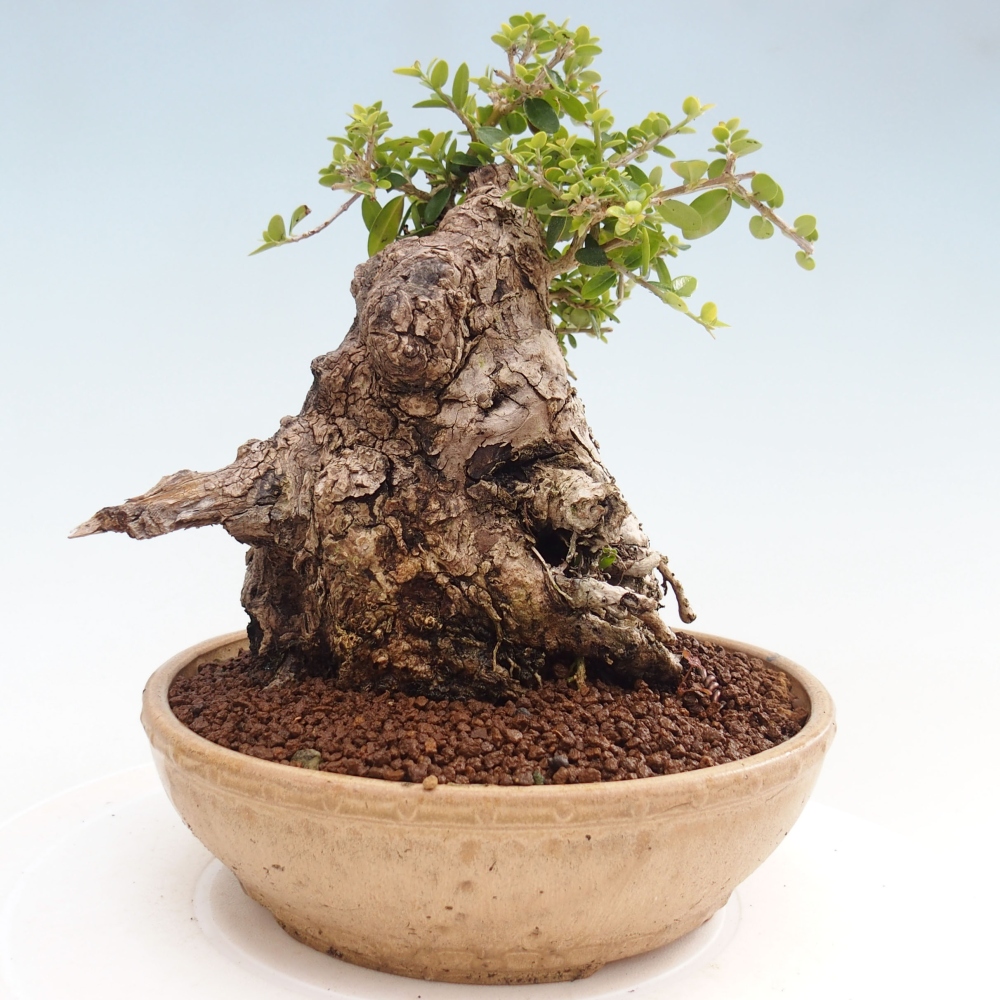 Pokojová bonsai - Olea europaea sylvestris -Oliva evropská drobnolistá