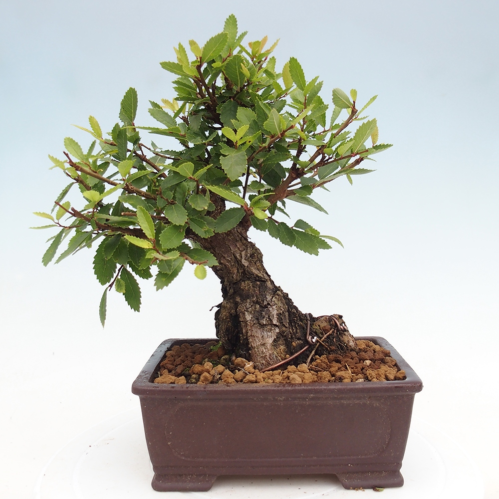 Venkovní bonsai - Zelkova - Zelkova NIRE