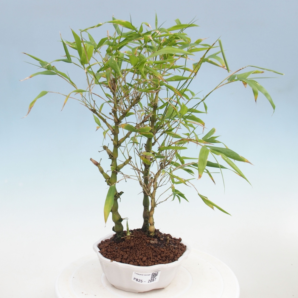 Pokojová bonsai - Bambus budha-Bambus budhovo břicho