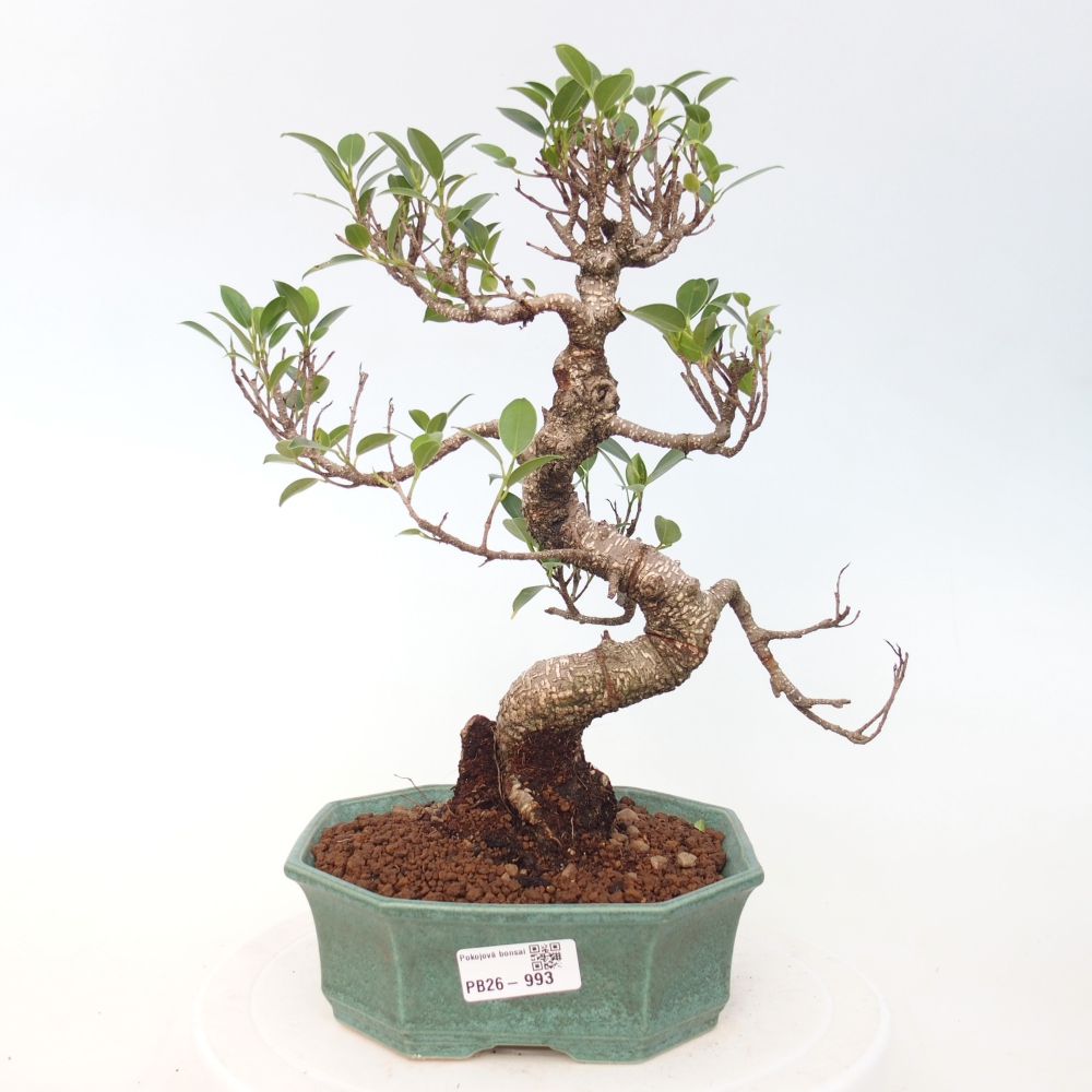 Pokojová bonsai - Ficus retusa -  malolistý fíkus