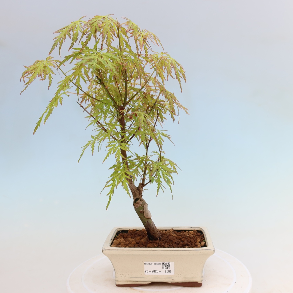 Venkovní bonsai - Acer palmatum Dissectum - Javor dlanitolistý 