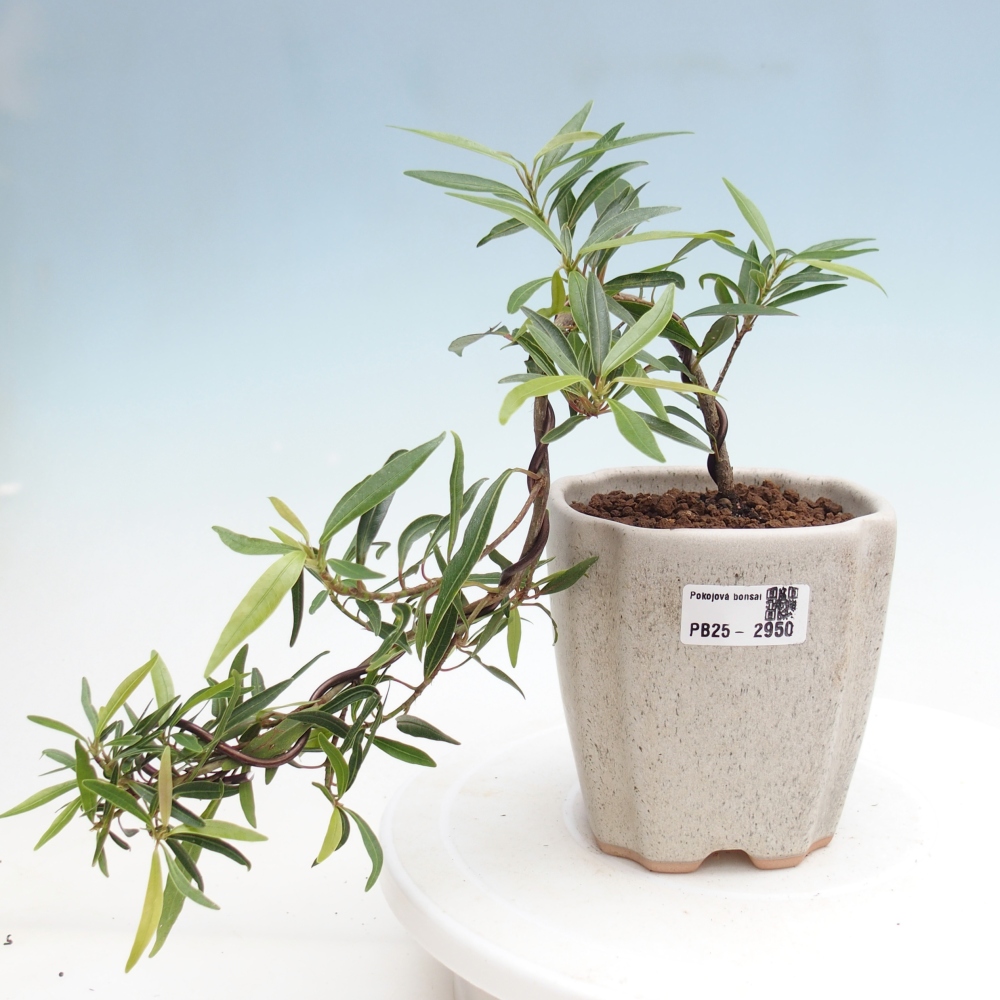 Pokojová bonsai - Ficus nerifolia -  malolistý fíkus