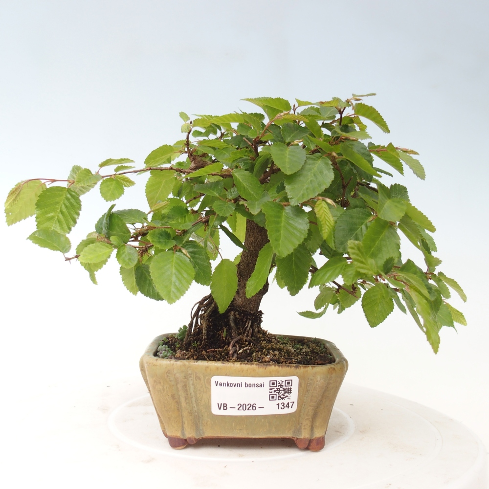 Venkovní bonsai -Carpinus CARPINOIDES - Habr korejský