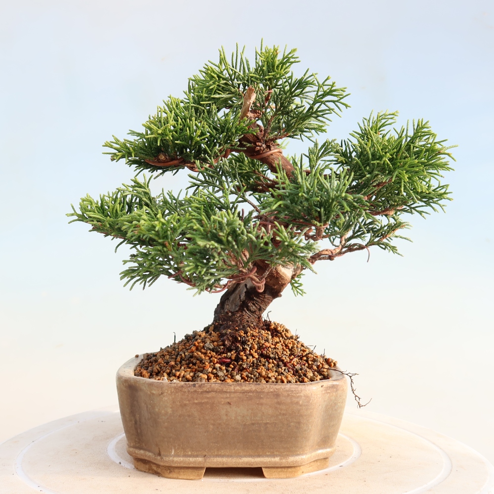 Venkovní bonsai - Juniperus chinensis Itoigawa -Jalovec čínský