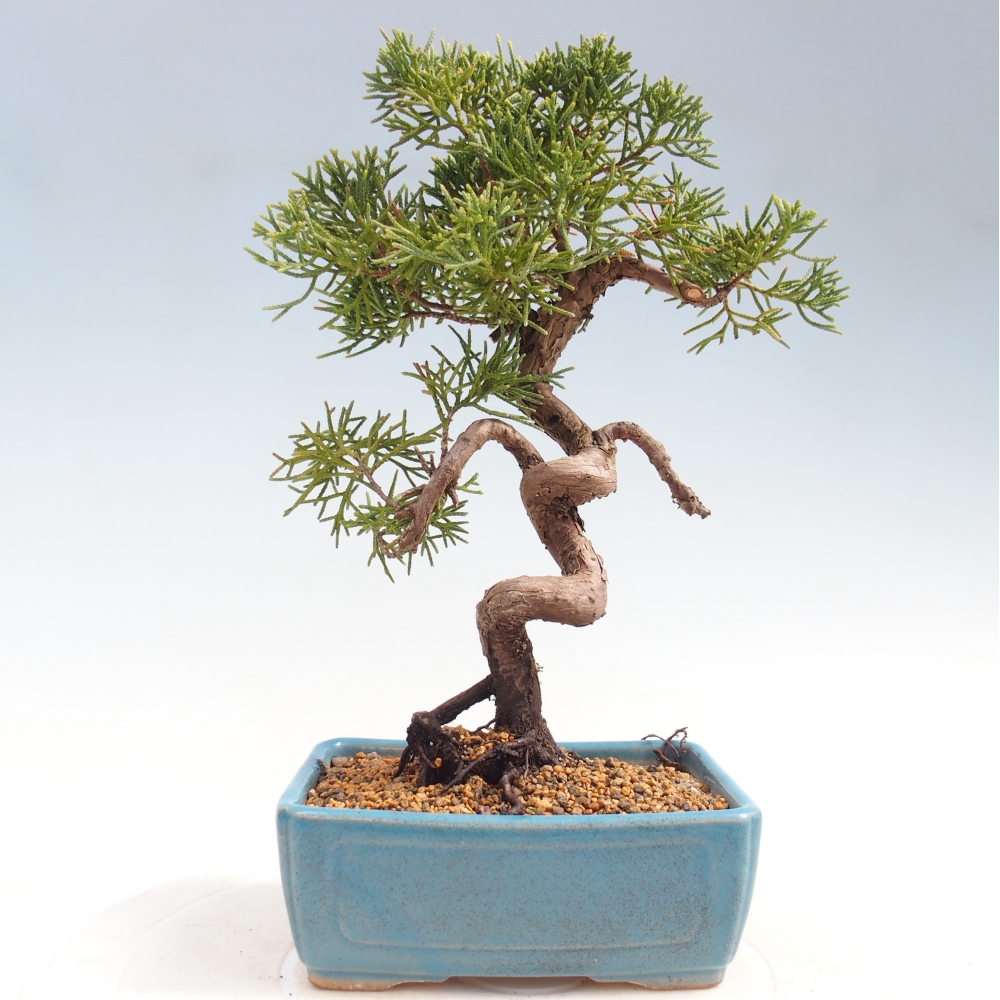 Venkovní bonsai - Juniperus chinensis Kishu -Jalovec čínský