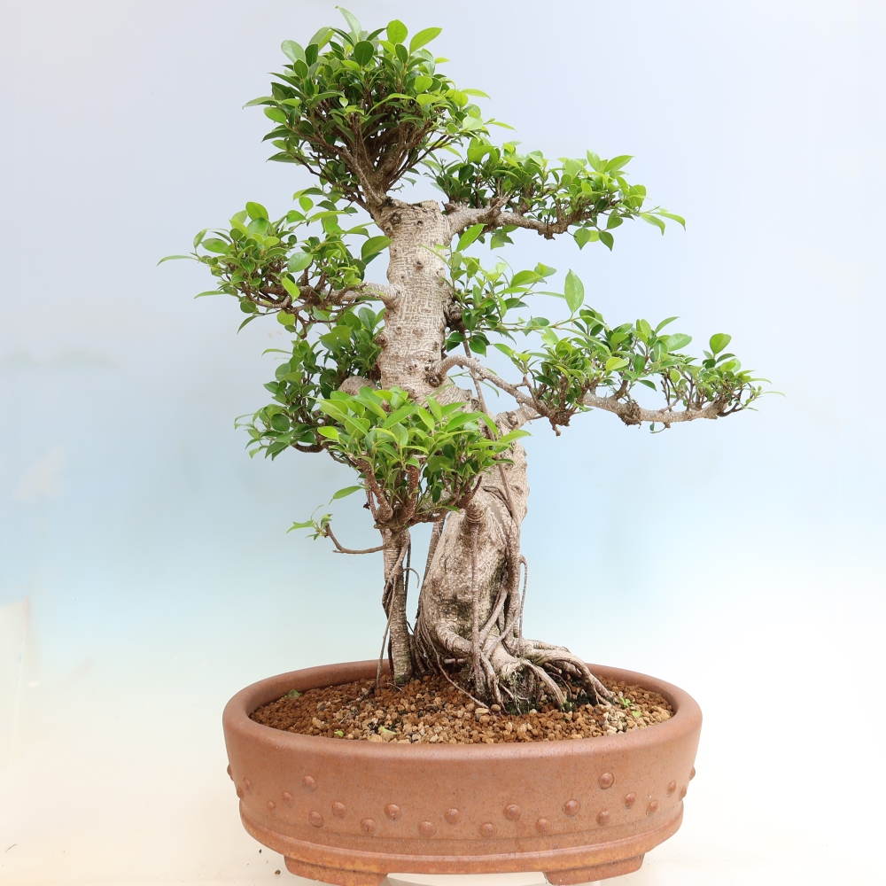 Pokojová bonsai - Ficus kimmen -  malolistý fíkus