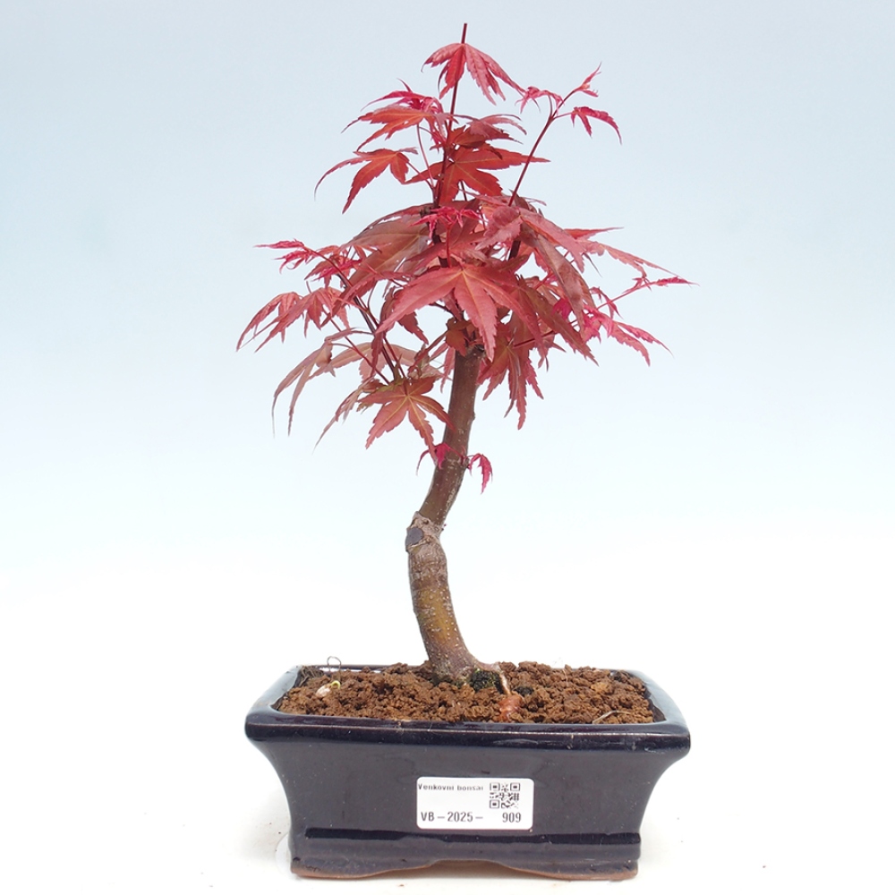 Venkovní bonsai - Javor dlanitolistý - Acer palmatum DESHOJO