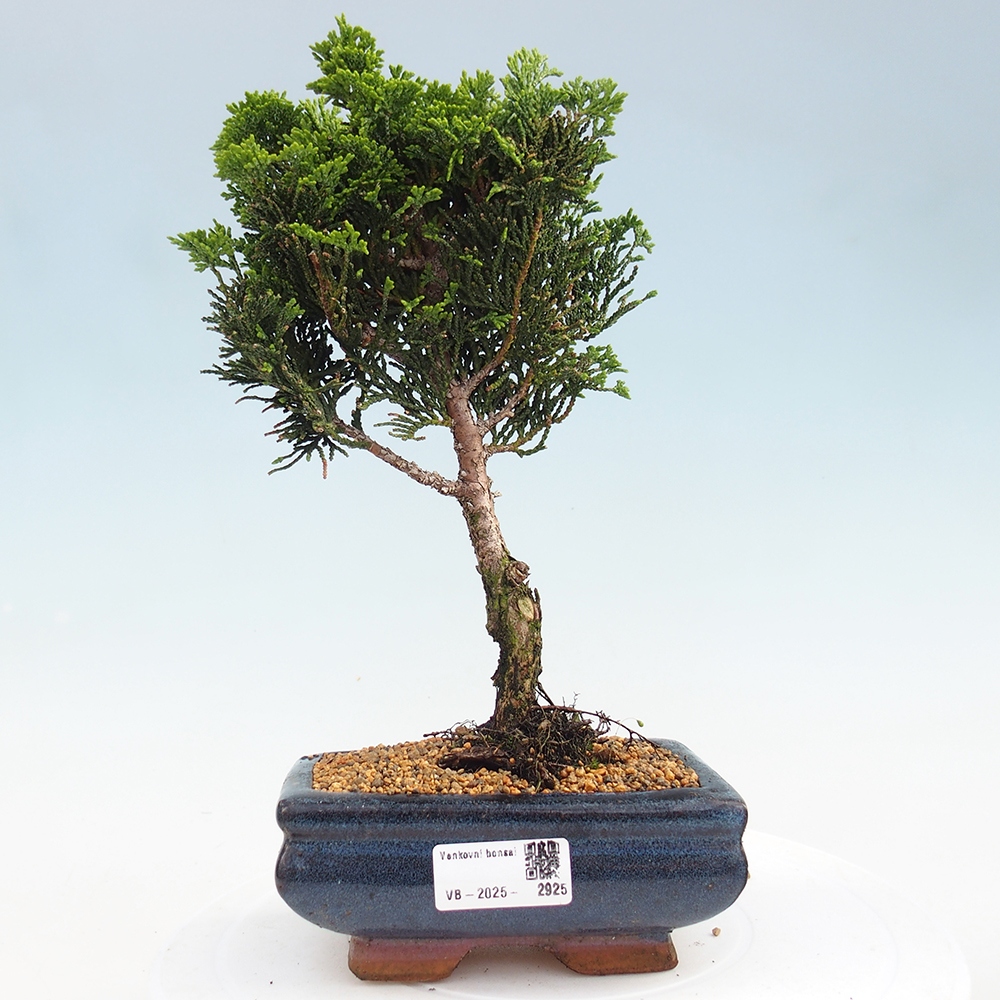 Venkovní bonsai - Cham.pis obtusa Nana Gracilis - Cypřišek