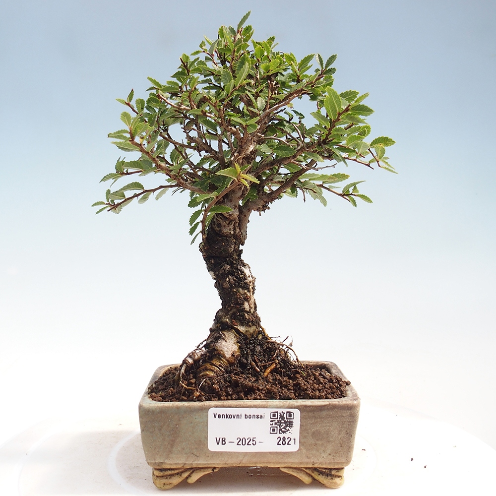 Venkovní bonsai - Zelkova - Zelkova NIRE