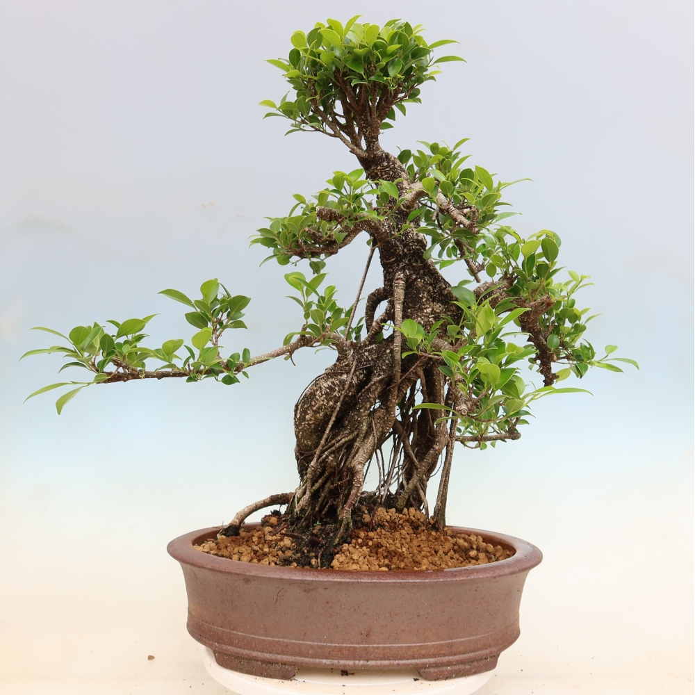 Pokojová bonsai - Ficus kimmen -  malolistý fíkus