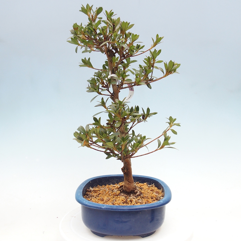 Venkovní bonsai - Japonská azalka - Azalea Reiko