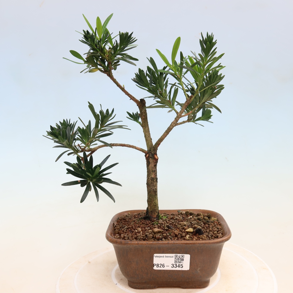Pokojová bonsai - Podocarpus - Kamenný tis