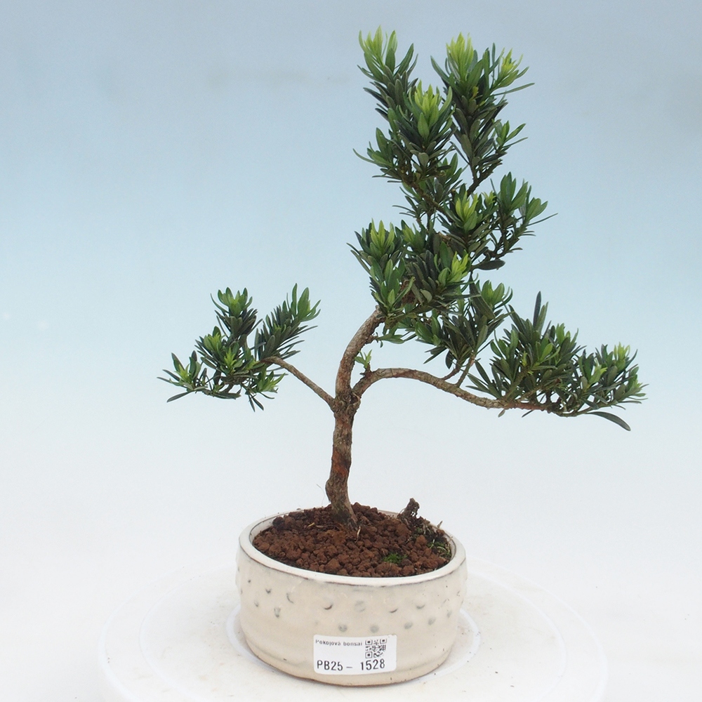 Pokojová bonsai - Podocarpus - Kamenný tis