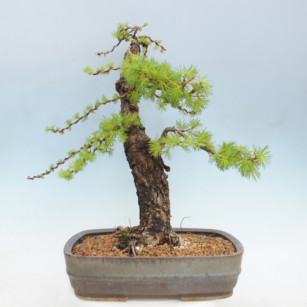 Venkovní bonsai -Larix decidua - Modřín opadavý 