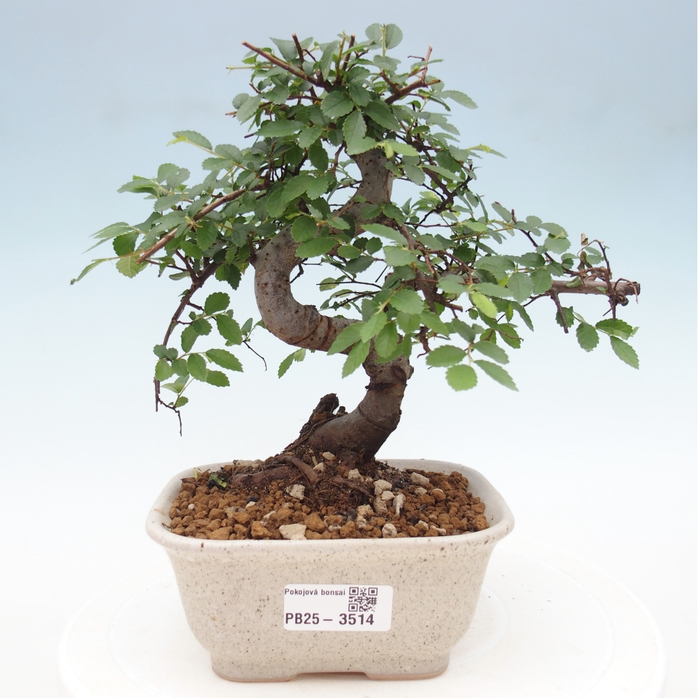 Pokojová bonsai - Ulmus parvifolia - Malolistý jilm
