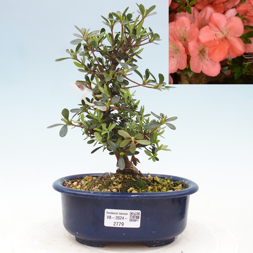 Venkovní bonsai - Japonská azalka - Azalea Asazakura
