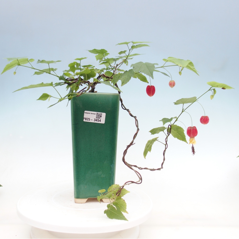 Pokojová bonsai - Abutilon Big Bell - Mračňák poříční