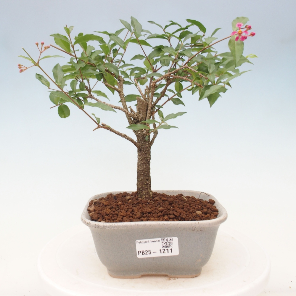 Pokojová bonsai - Malpighia coccigera- Barbdorská třešeň
