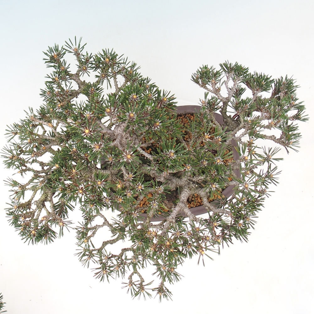 Venkovní bonsai - Pinus thunbergii Kotobuki - Borovice thunbergova