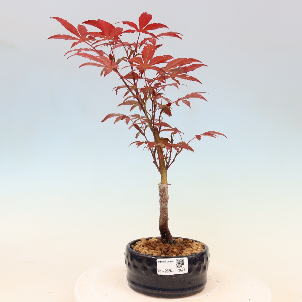 Venkovní bonsai - Acer palm. Atropurpureum-Javor dlanitolistý