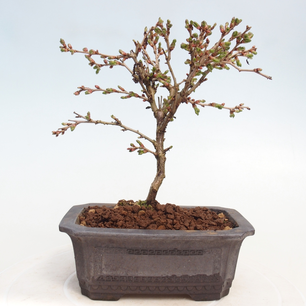 Venkovní bonsai - Prunus incisa Kojou-no mai-Slivoň vyříznutá