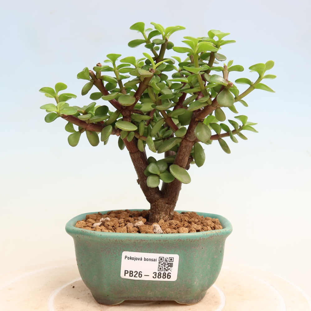 Pokojová bonsai - Portulakaria Afra - Tlustice