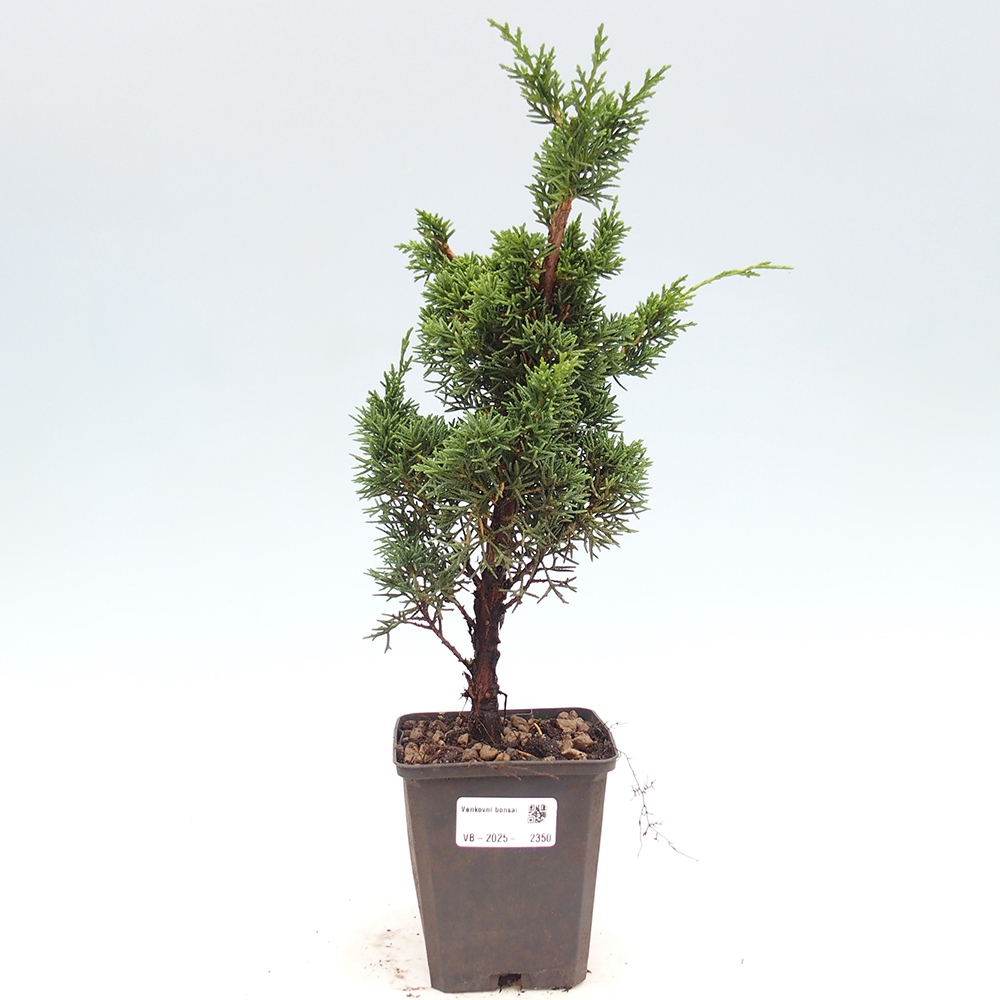 Venkovní bonsai - Juniperus chinensis Kishu -Jalovec čínský