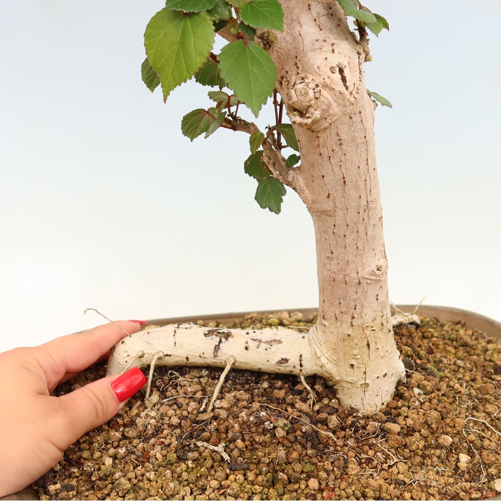 Pokojová bonsai - Hibiscus tiliaceus - Ibišek lípovitý, morský
