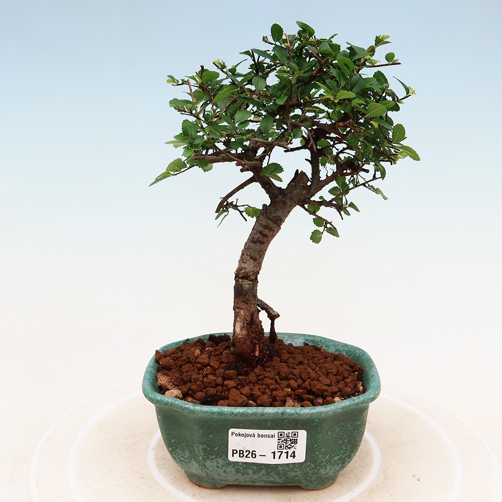 Pokojová bonsai - Ulmus parvifolia - Malolistý jilm