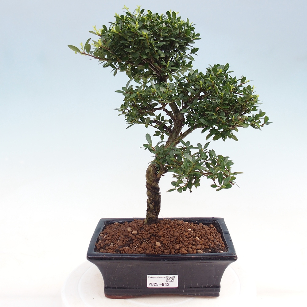Pokojová bonsai - Ilex crenata - Cesmína