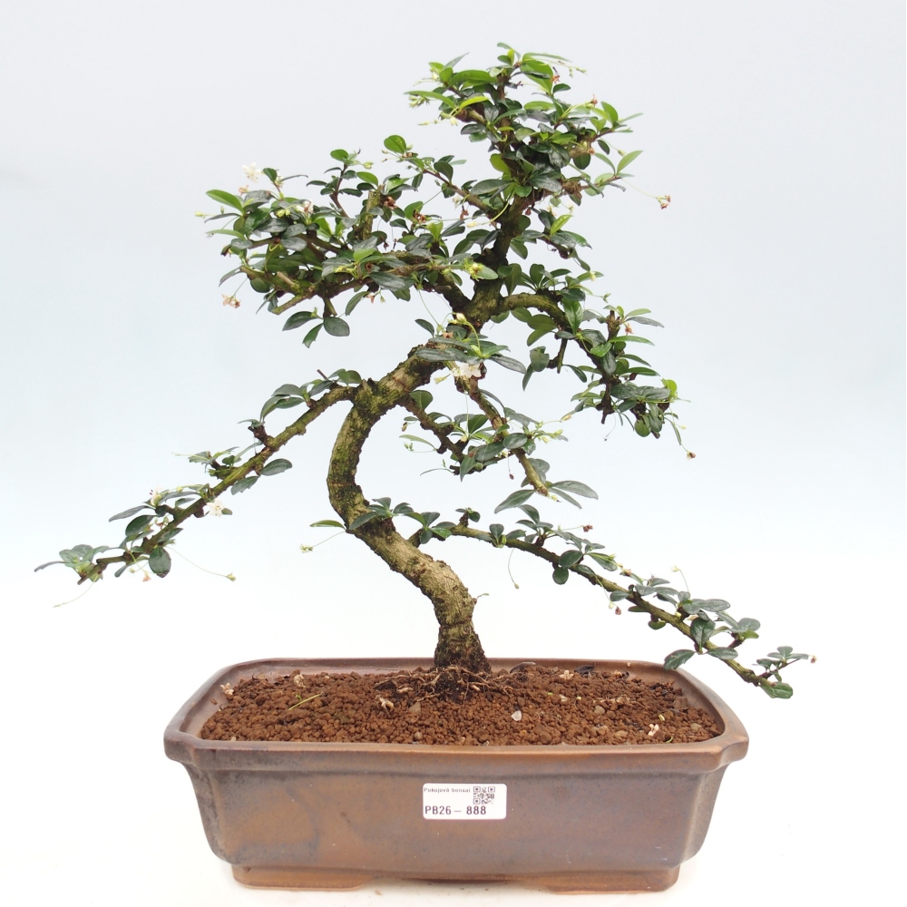 Pokojová bonsai - Carmona macrophylla - Čaj fuki