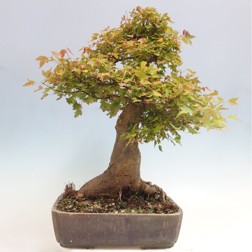 Venkovní bonsai - Acer Buergerianum - Javor Burgerův