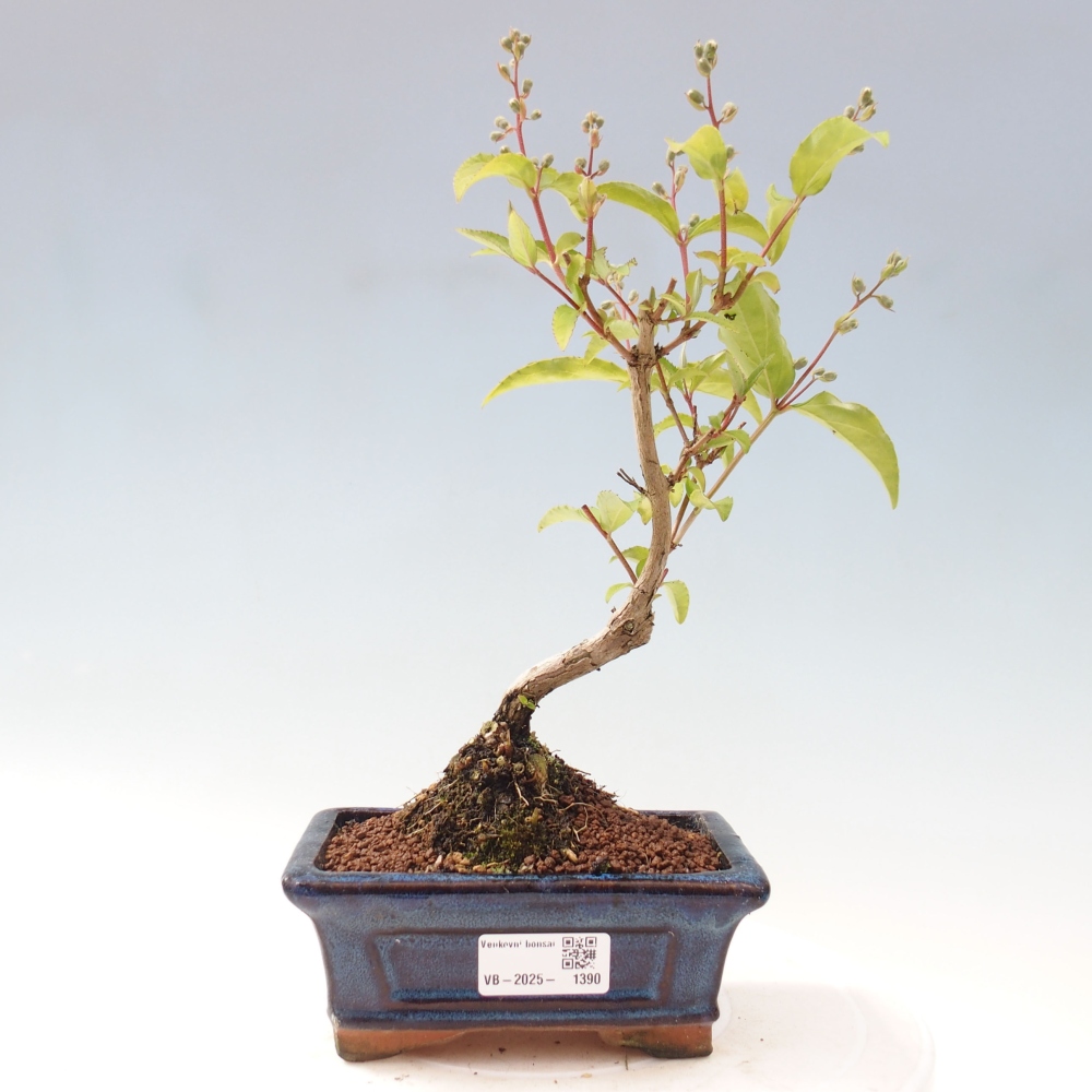 Venkovní bonsai - Deutzia scabra Candidissima - Trojpuk