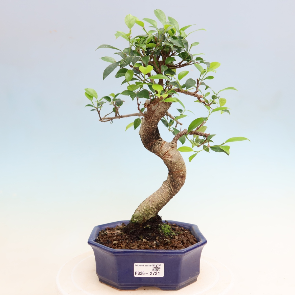 Pokojová bonsai - Ficus kimmen -  malolistý fíkus