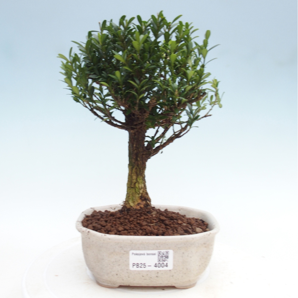 Pokojová bonsai - Buxus harlandii - korkový buxus