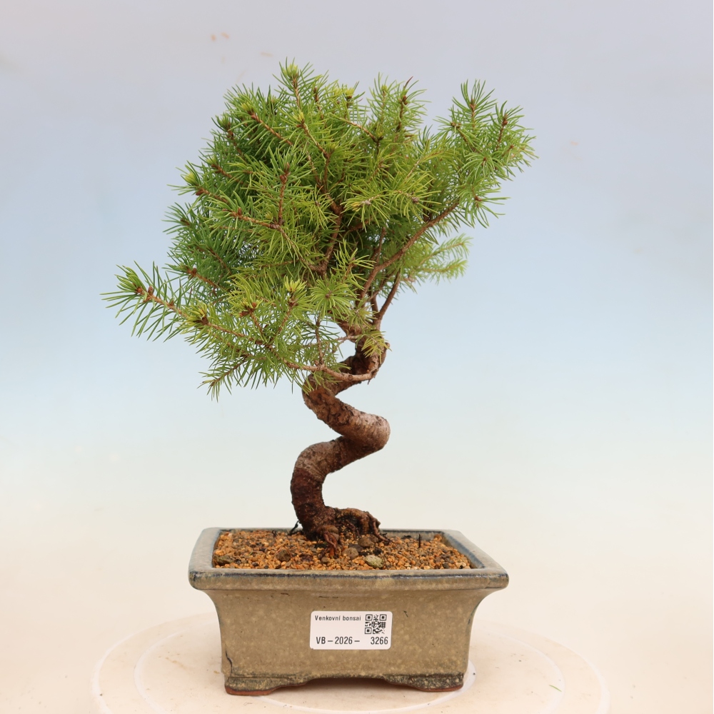 Venkovní bonsai- Smrk kulovitý - Picea glauca globe