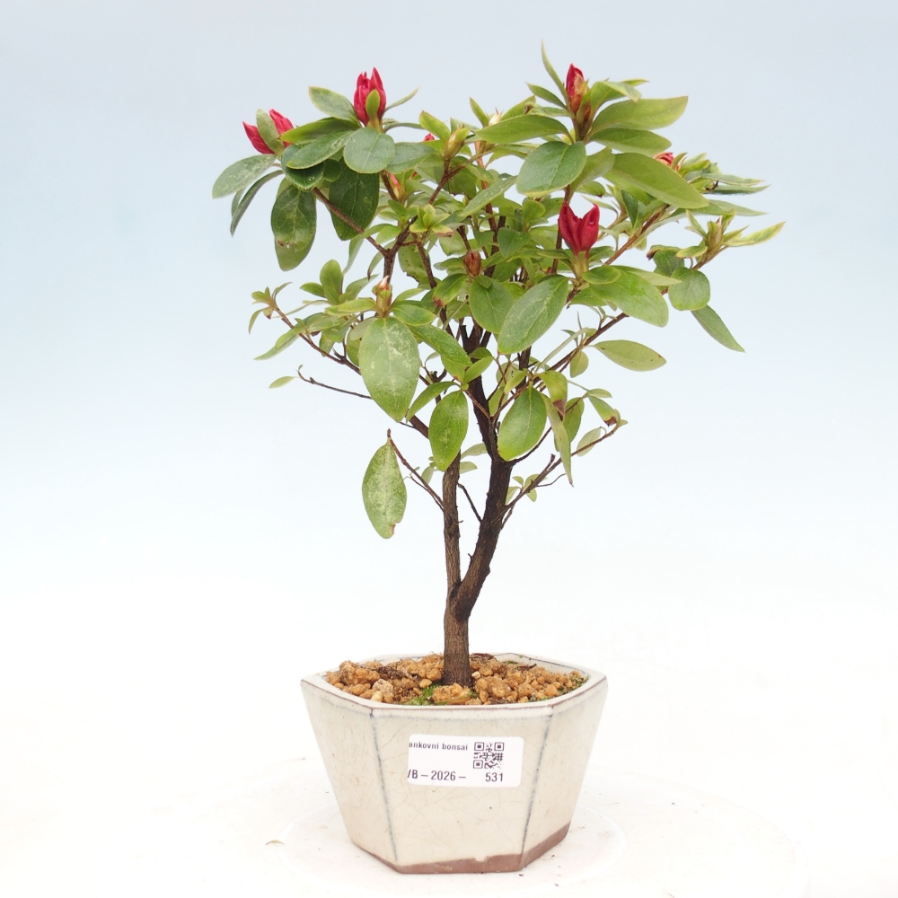 Venkovní bonsai - Japonská azalka - Azalea sp.