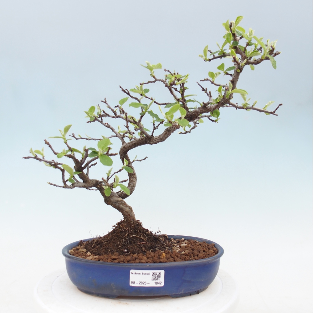 Venkovní  bonsai -  Chaneomeles chinensis - Kdoulovec čínsky